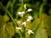 Weißes Waldvögelein Orchidee